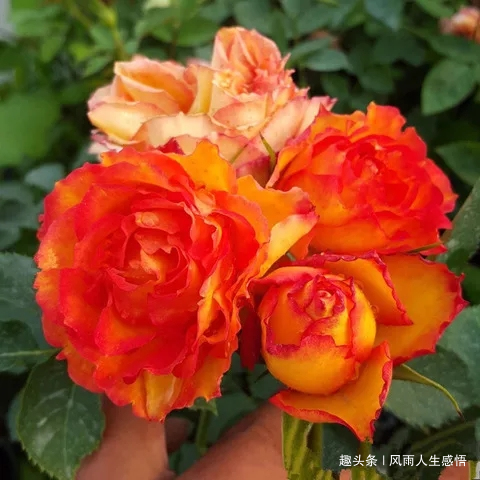 「风雨人生感悟」曾经再美，不过一纸空谈；脚下艰难，却是直指明天