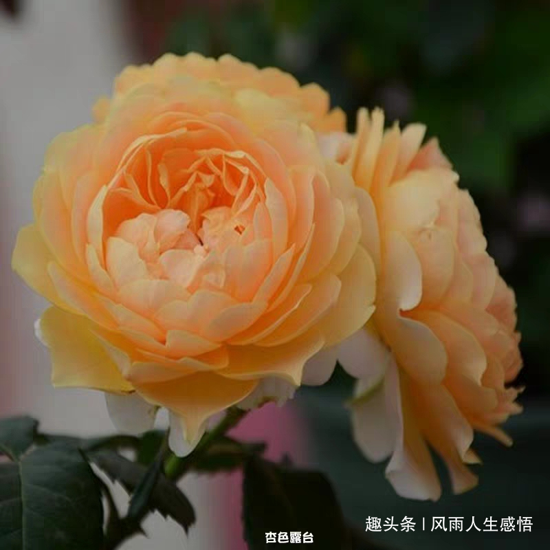 「风雨人生感悟」曾经再美，不过一纸空谈；脚下艰难，却是直指明天