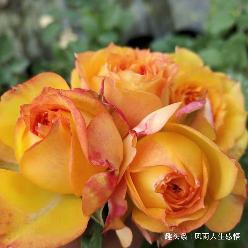 「风雨人生感悟」曾经再美，不过一纸空谈；脚下艰难，却是直指明天