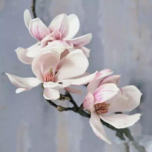 「糖果儿」付出，要遇上对的人才值得