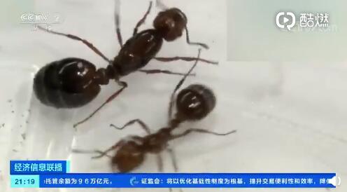 东京现剧毒红火蚁什么情况 被红火蚁咬伤会怎样