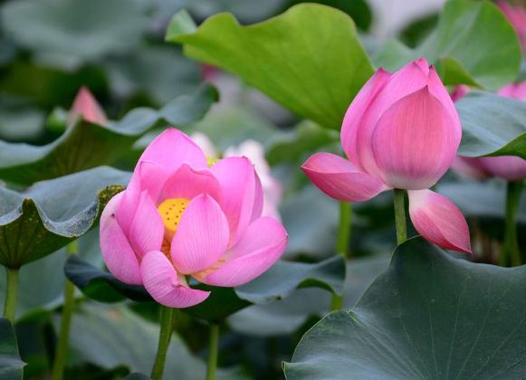 [早安晚安星语]守住心，管住嘴，小人面前少开口