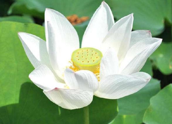 [早安晚安星语]守住心，管住嘴，小人面前少开口