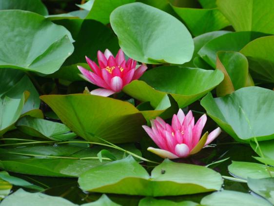 [早安晚安星语]守住心，管住嘴，小人面前少开口