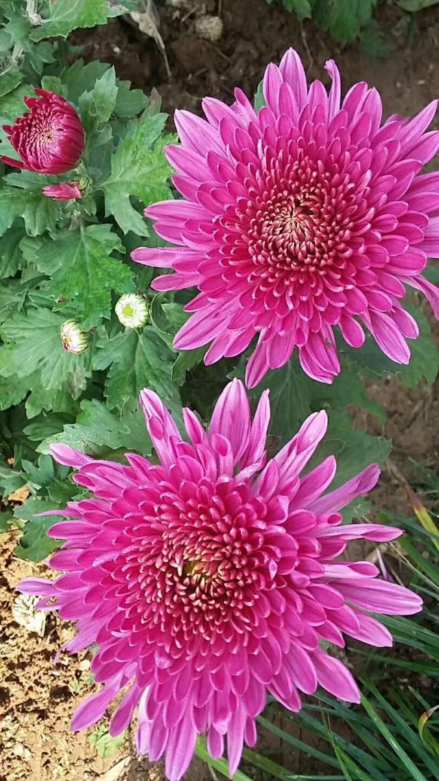 「看了太阳打喷嚏」老婆到底是什么呀？老公们看完后怎么想？