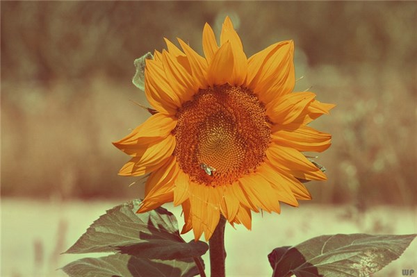 【光明网】你不必优秀，但一定要内心强大