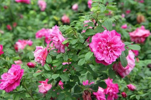 芳芳的趣味世界■梦想无关大小