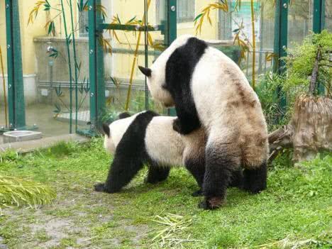 由于繁殖太快，从“国宝”变成餐桌上的美食，网友嘲笑：学学熊猫