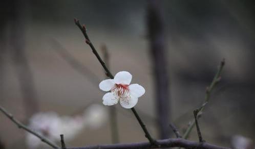 「小馨馨情感屋」只要你来过我的世界就好