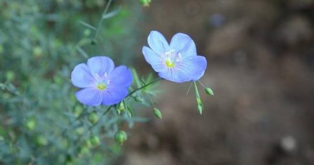 「小馨馨情感屋」只要你来过我的世界就好