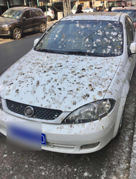 「汽车督察」为啥懂车的人都不选白色？白车车主有苦难言：千万别重蹈覆辙