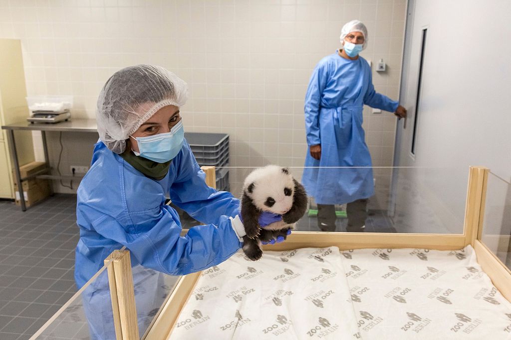 旅德大熊猫幼崽最新萌照曝光 在妈妈怀里撒娇甜化了