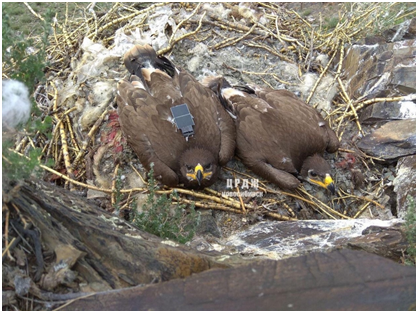俄罗斯鸟类保护研究团队濒临“破产”，原因居然是一只鹰……