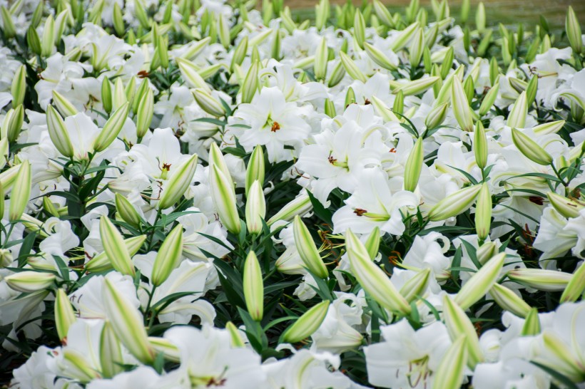 「宇宙科技的代码」天生是“直男”的三个生肖，经常和恋人计较，吵架冷战不间断