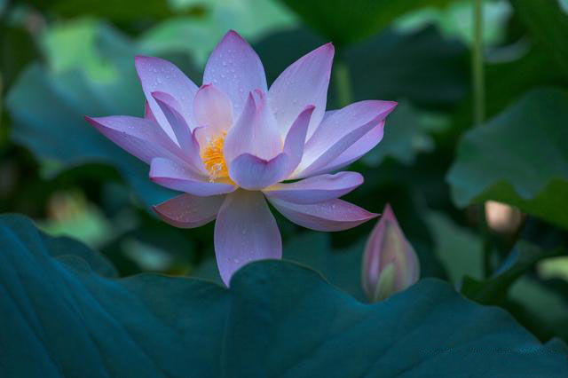 减肥的小胖胖：一辈子那么短，哪有时间为了别人而改变