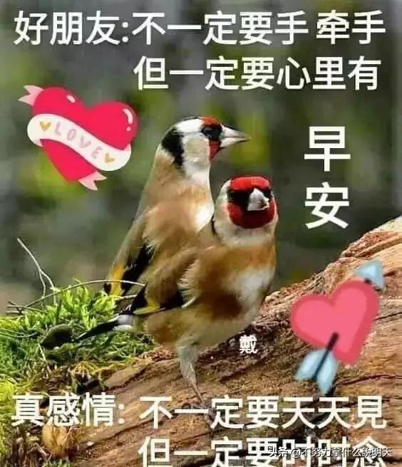 #美文鉴赏#清晨的祝福送给你，祝你快乐开心一整天，早安