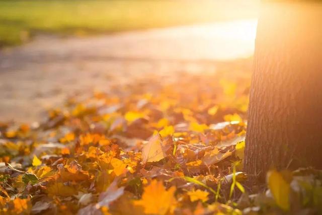 湖北吉楚酒店有限公司■抓住秋天的尾巴