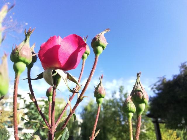 给我来碗片汤：胶东风光一瞥