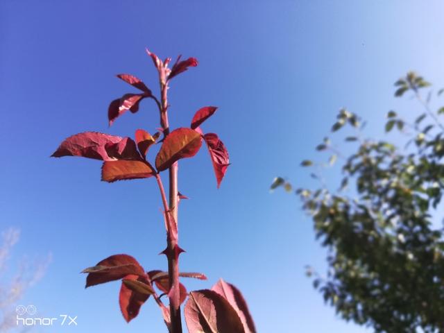 给我来碗片汤：胶东风光一瞥