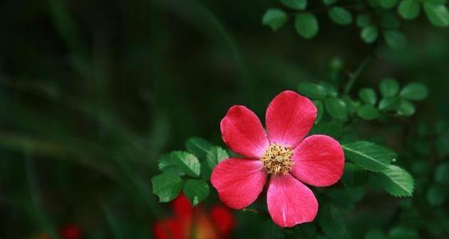 「小馨馨情感屋」只要你是我的余生，晚一点也可以