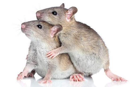 「排头博览」美国科学家成功训练老鼠开车，下一步还要干嘛？