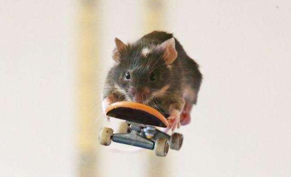 「排头博览」美国科学家成功训练老鼠开车，下一步还要干嘛？