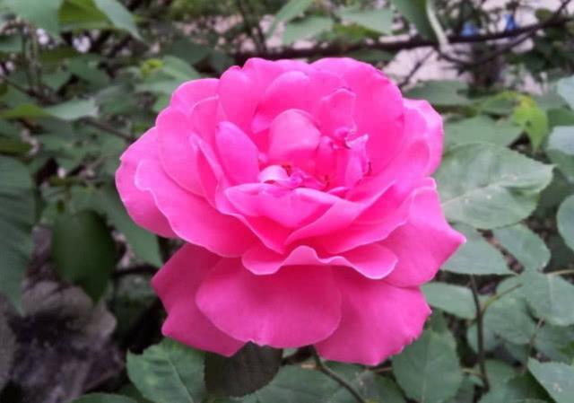 [早安晚安星语]致中年人：谁不是一边哭着，一边在努力活着