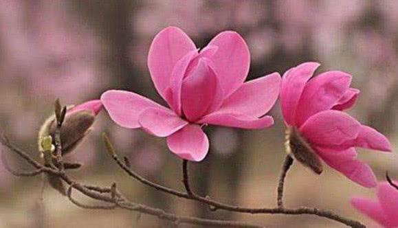 [早安晚安星语]致中年人：谁不是一边哭着，一边在努力活着