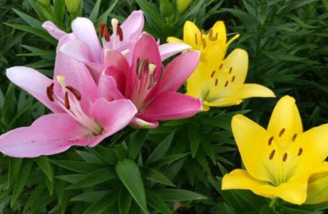 [早安晚安星语]致中年人：谁不是一边哭着，一边在努力活着