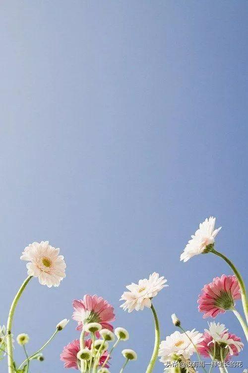 「没有雨一样生长的花」真正爱一个人时会想什么？