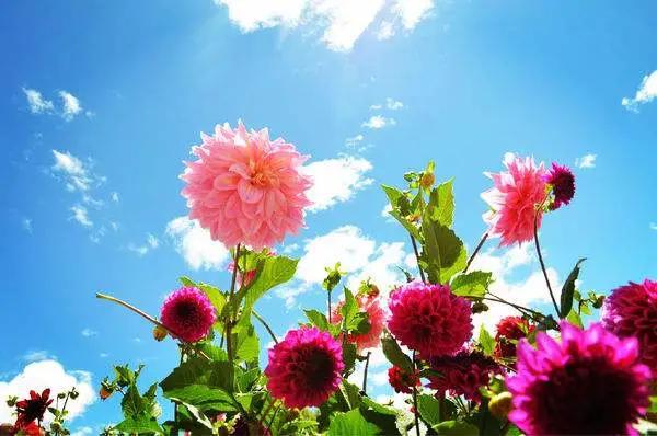 「大人在呼吸」无需拒绝平淡，无需恐惧风雨；让灿烂拥抱脆弱，用珍惜感恩过往