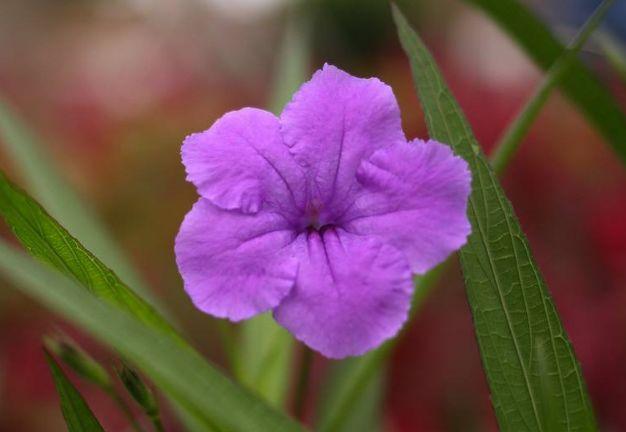 「感悟哲理美文」做人的最高境界（精辟）