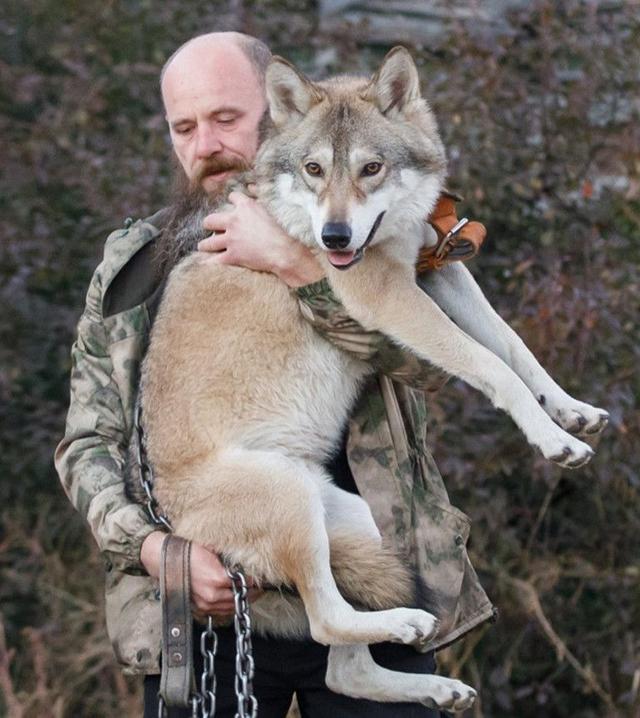 俄罗斯父女收养小野狼，每天喂2斤肉，长大后却像个“二哈”