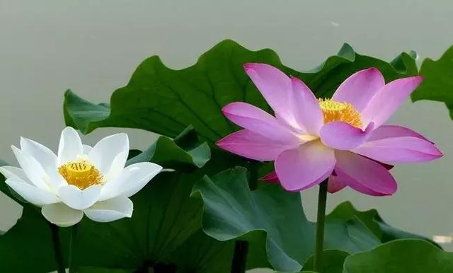 【校园留声机】人一辈子，养个好身体，活个好心情