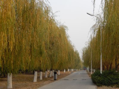 「汽车之家」分享车模，分享车知识，逸动在石凳上面摆拍，效果挺好