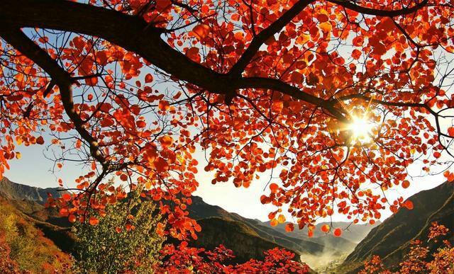 玫瑰情感：有些话确实可以改变一个人一生