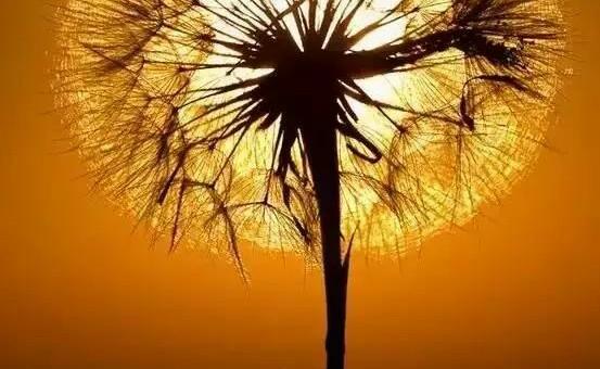 玫瑰情感：有些话确实可以改变一个人一生