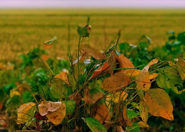 玫瑰情感：有些话确实可以改变一个人一生