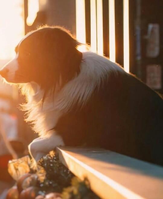 「玫瑰情感」孤独是用来享受的