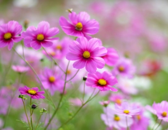 遨游科技的海洋@有“直男癌”的三大生肖男，喜欢和妻子计较，从来不会主动