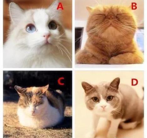 「向阳时光」选择一只萌猫，看你有哪方面的特长