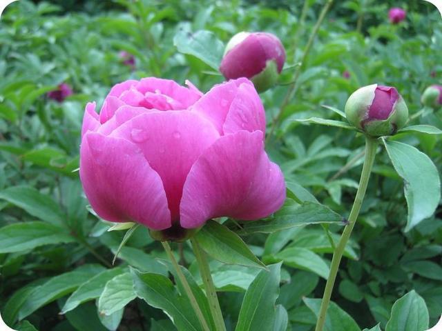 「感悟哲理美文」男人也很脆弱，女人要懂男人的这些弱点？