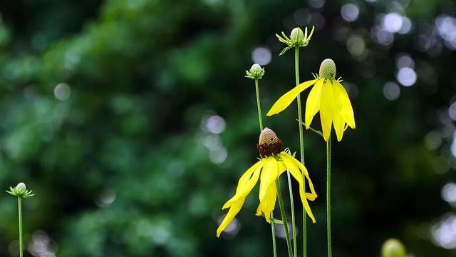 柠檬美文@赞美，是一种气度，更是一种境界