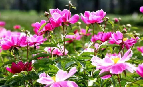 心理观察家@对待子女，有些话不能说，说的太重伤人心