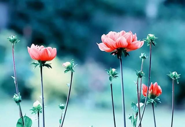 [浅浅情感说]笑看风雨，淡然人生