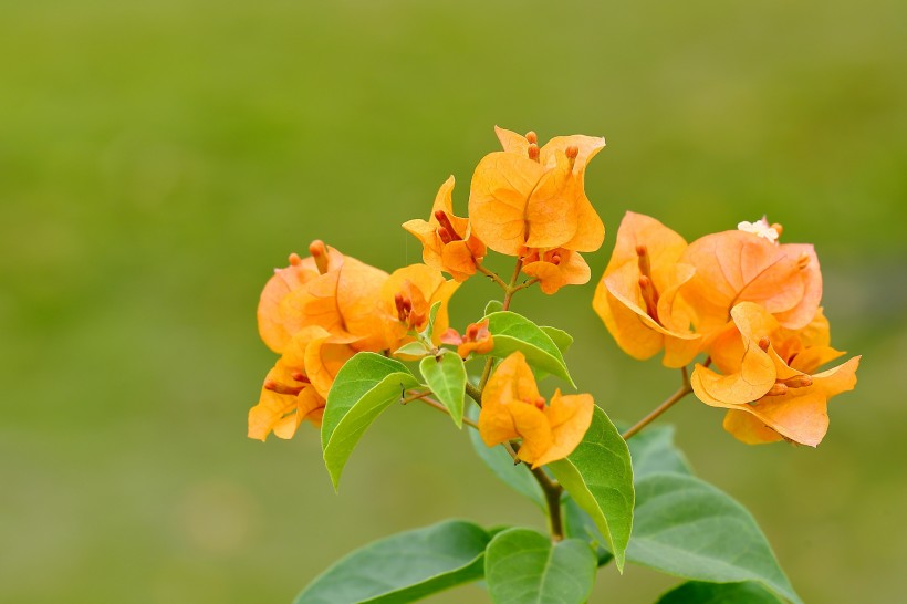 「宇宙科技的代码」非常不懂女人心的三大生肖，经常和老婆计较，不懂得退让