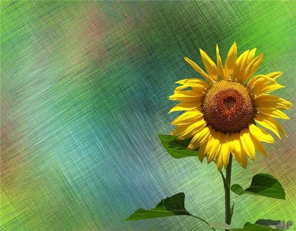 「光明网」拼了命的努力，不仅因为梦想，还为了将来能无悔的回味记忆