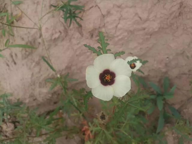 「东营微文化」那些相亲的糗事