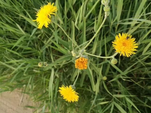 「东营微文化」那些相亲的糗事