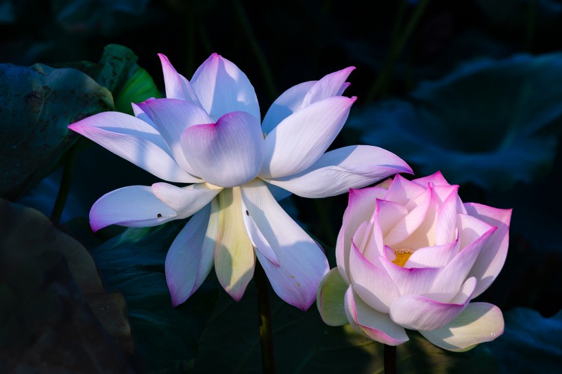 情感祺福■天生是“直男”的三大生肖男，经常和妻子计较，从来不会主动